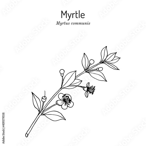 Myrtle or Myrtus communis, vector illustration