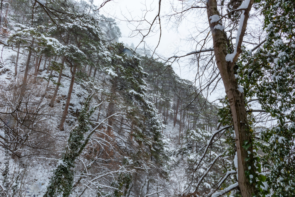 beautiful landscape in winter in the mountains, trees,plants in cold weather and falling snow beautiful landscape in winter in the mountains, trees,plants in cold weather and falling snow