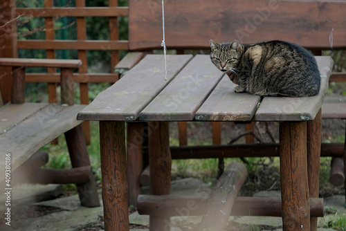 a cold homeless cat on a table in the garden 
