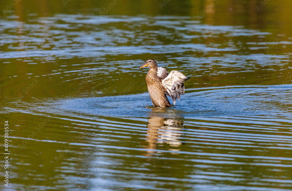 Ducks on the water pond in summer closeup Ducks on the water pond in summer closeup
