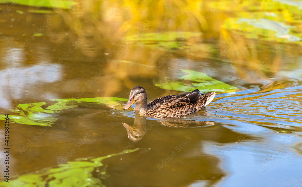 Fototapeta premium Ducks on the water pond in summer closeup