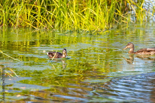 Ducks on the water pond in summer closeup