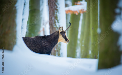 Mountain chamois in the snowy forest of the Luzickych Mountains photo