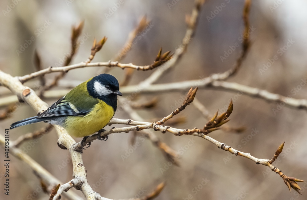 Bird tit close up on a branch of a poplar tree in spring Bird tit close up on a branch of a poplar tree in spring