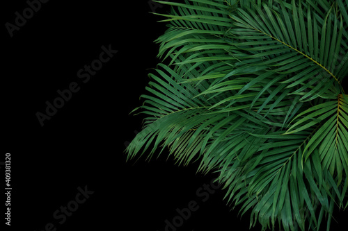 Ornamental palm leaves tropical plant bush, indoors garden floral arrangement with palm fronds nature backdrop on black background.
