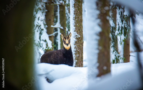 Mountain very nice chamois in the snowy forest of the Luzickych Mountains photo