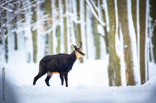 Mountain rare chamois in the snowy forest of the Luzickych Mountains © Jiří Fejkl