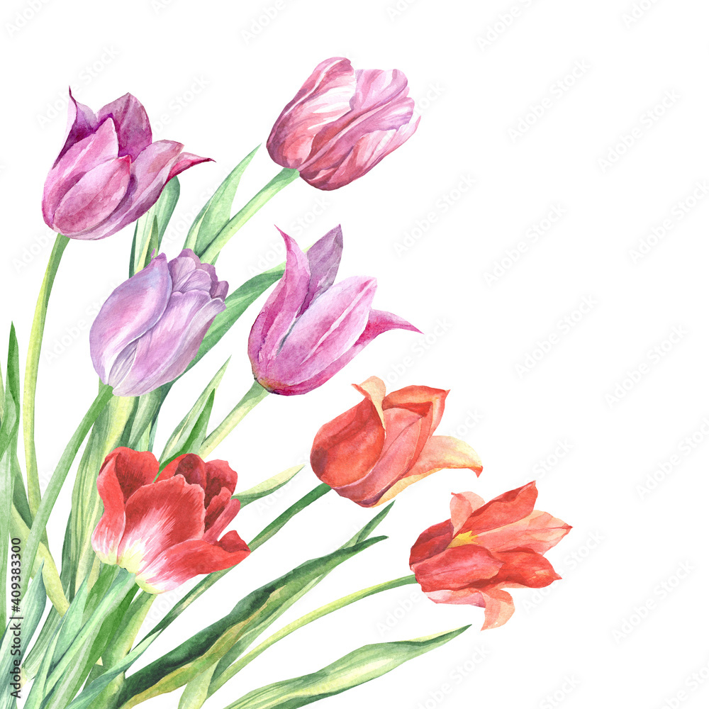 bouquet of red and lilac tulips.watercolor