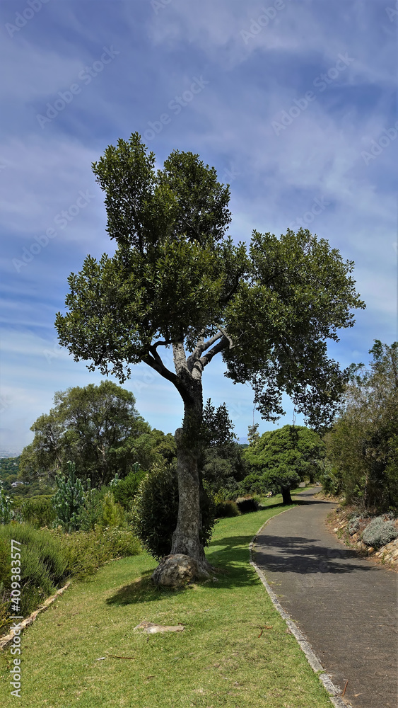 Fototapeta premium The footpath in the botanical garden turns over the hill. Green lawn on the side. A beautiful tall tree against the blue sky. Cape Town. South Africa