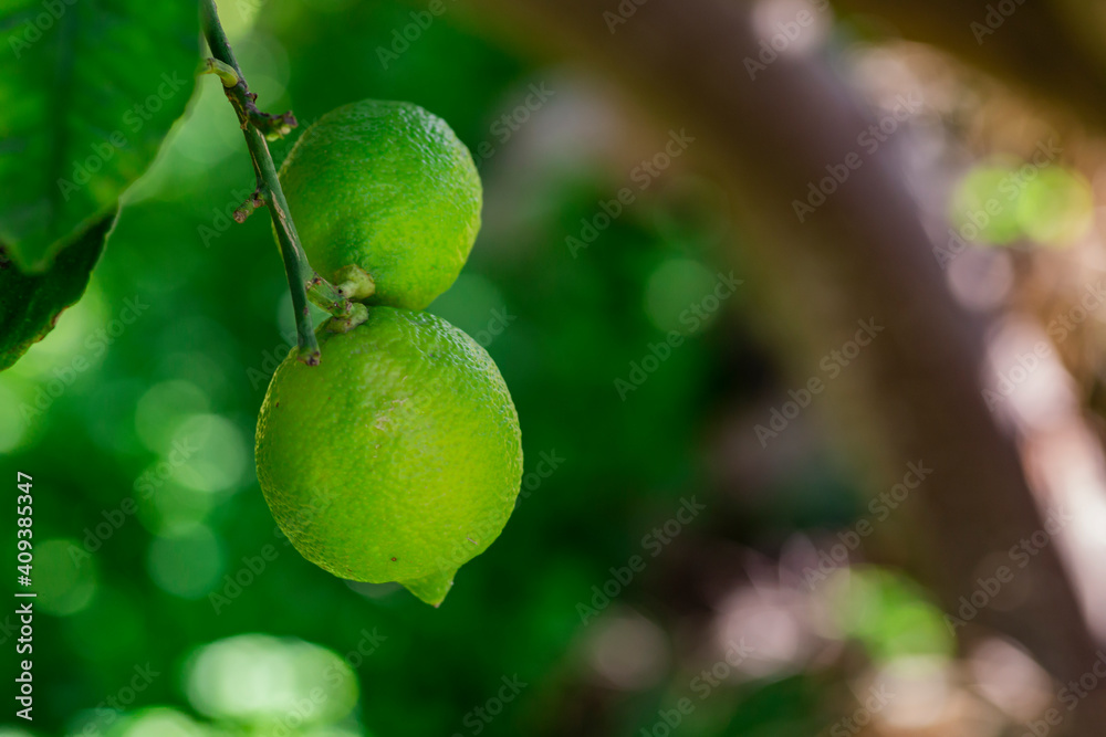 The green lemon on the tree in garden.