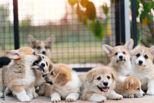 Photography group of corgi puppy dogs lying, relaxing and sleeping in summer sunny day