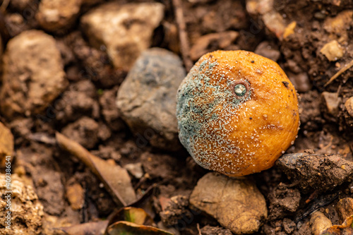 The moldy mandarin orange in the garden.