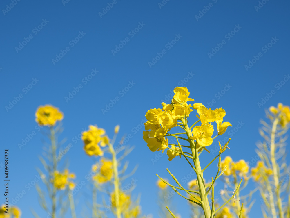 Fototapeta premium 早春の吾妻山公園の菜の花