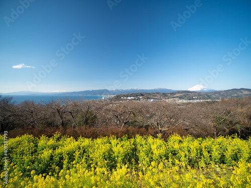 早春の吾妻山公園　富士山と菜の花　1月