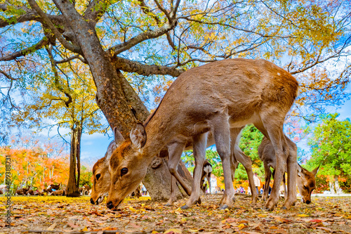 Japan. Deer sniff autumn le...