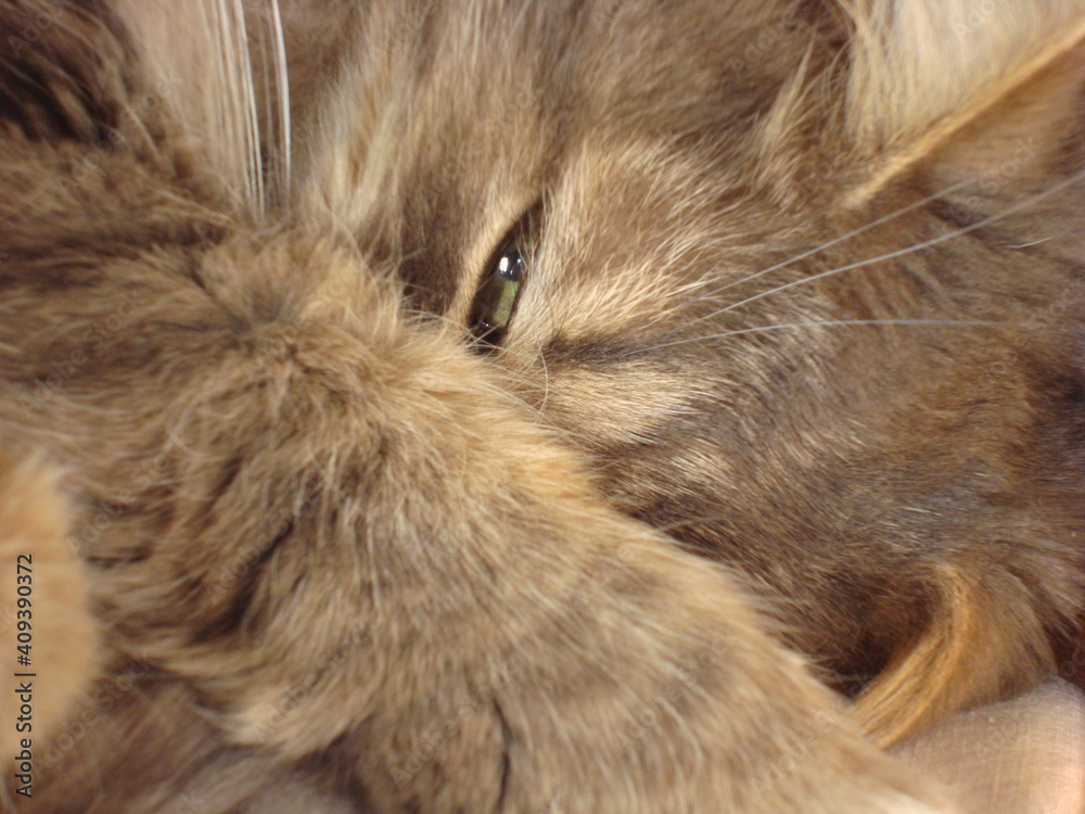 Fototapeta premium the cat is sleeping