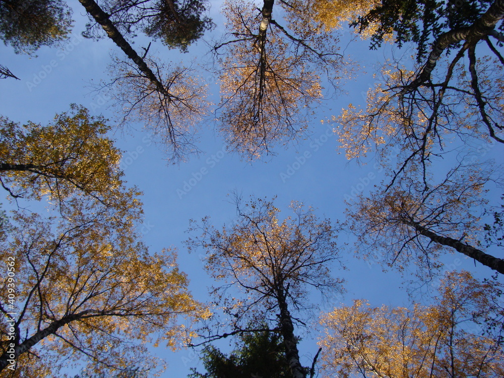 Obraz premium trees and sky