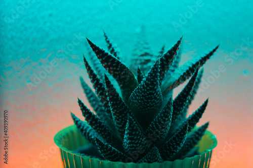 cactus in a pot