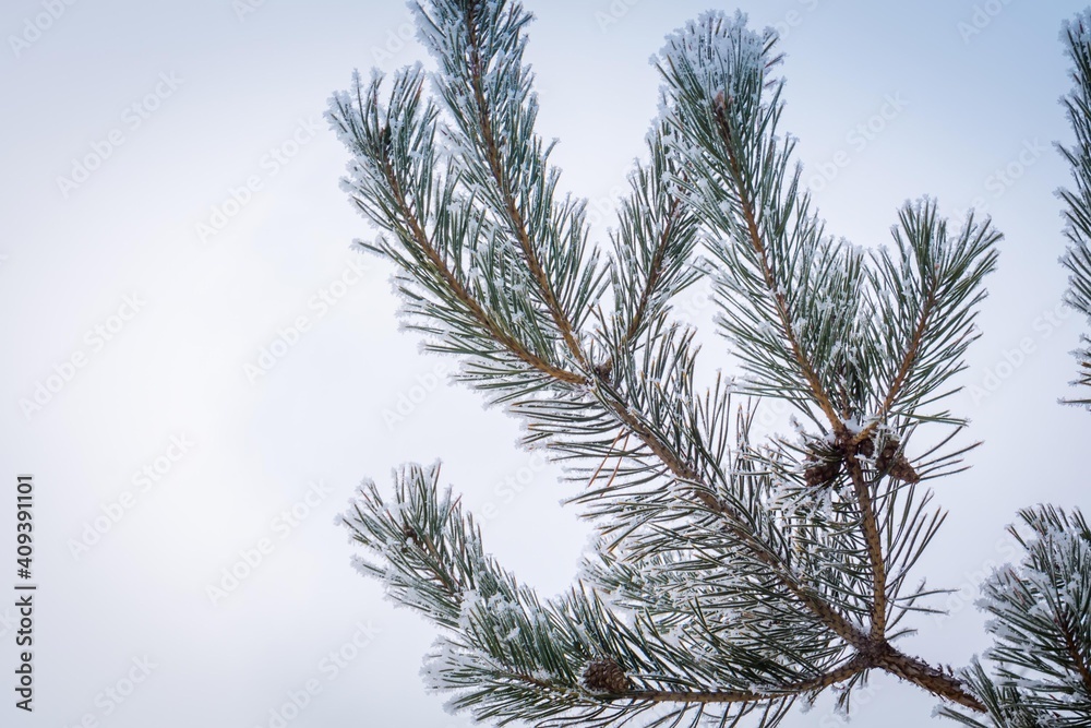 Obraz premium Snow on pine tree branches