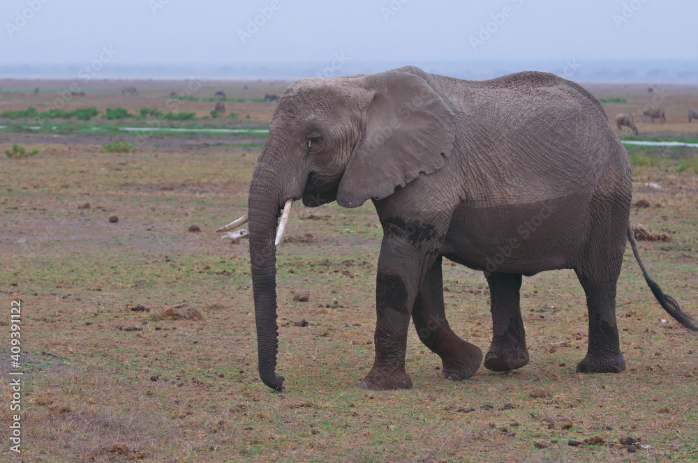 Obraz premium アフリカゾウ
