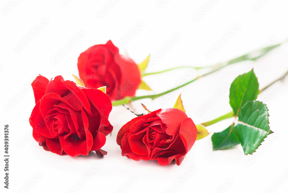 beautiful red roses on a white background beautiful red roses on a white background