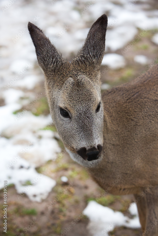 Fototapeta premium Portrait of a young beautiful deer in the meadow.