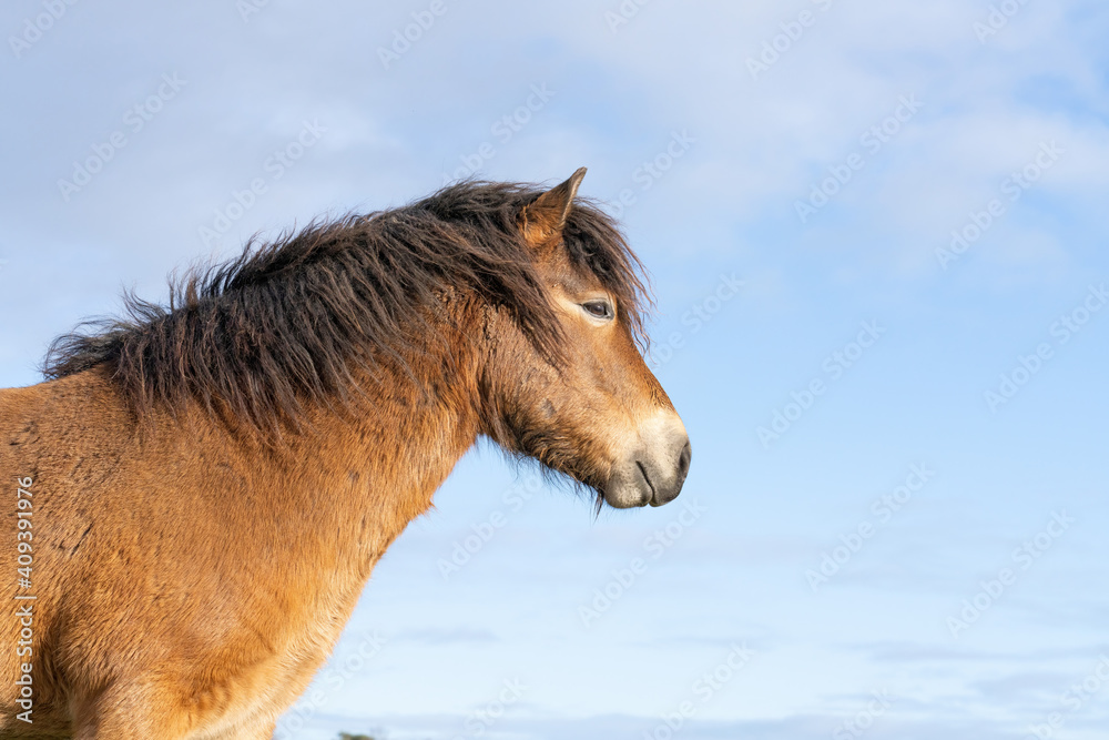 Obraz premium Head of a wild Exmoor pony, against a blue sky in nature reserve in Fochteloo, the Netherlands