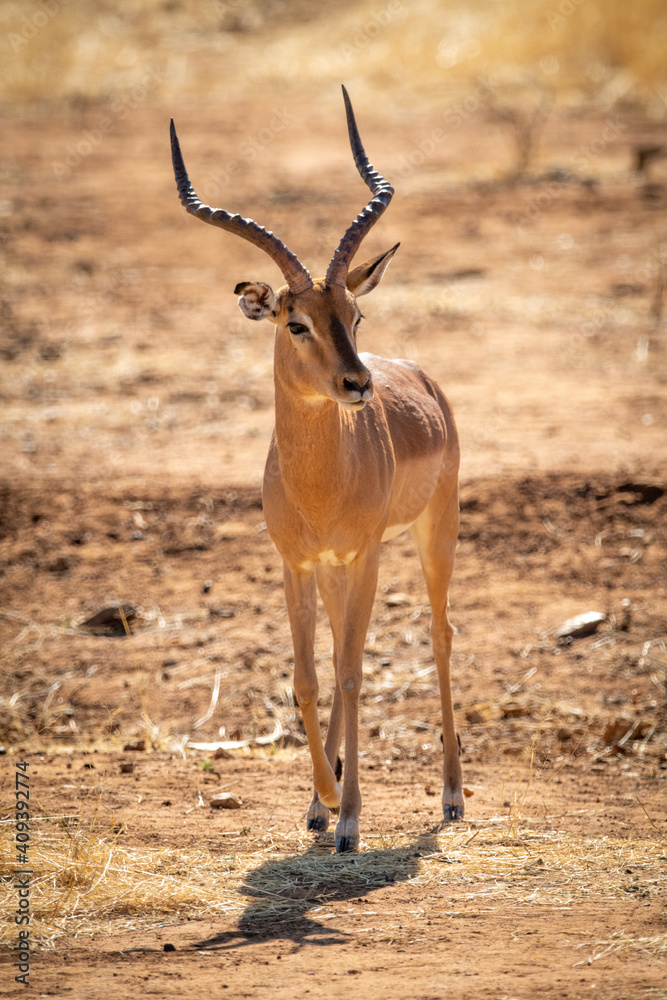 Fototapeta premium Male common impala crossing scrub in sun