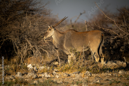 Male common eland stands in thorny bushes