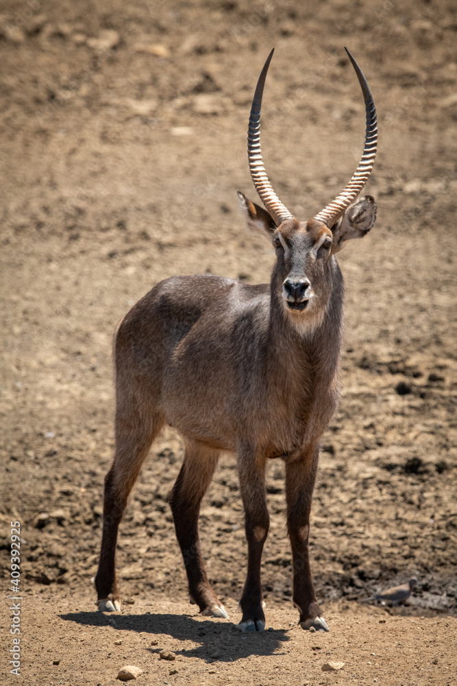 Male common waterbuck stands on rocky ground