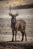 Male common waterbuck stands turning towards camera
