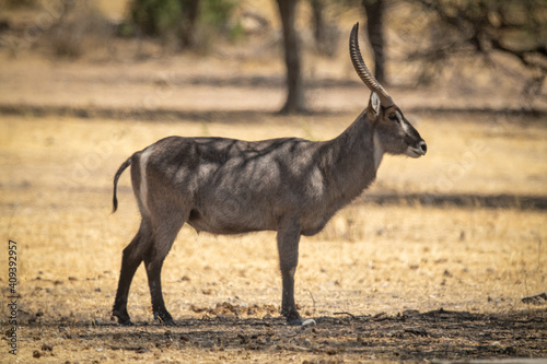 Canvas Print Male common waterbuck stands under shady tree