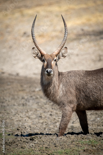 Photography Male common waterbuck wades through muddy waterhole