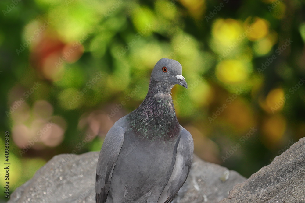 Front photo showing a close view of the pigeon Front photo showing a close view of the pigeon