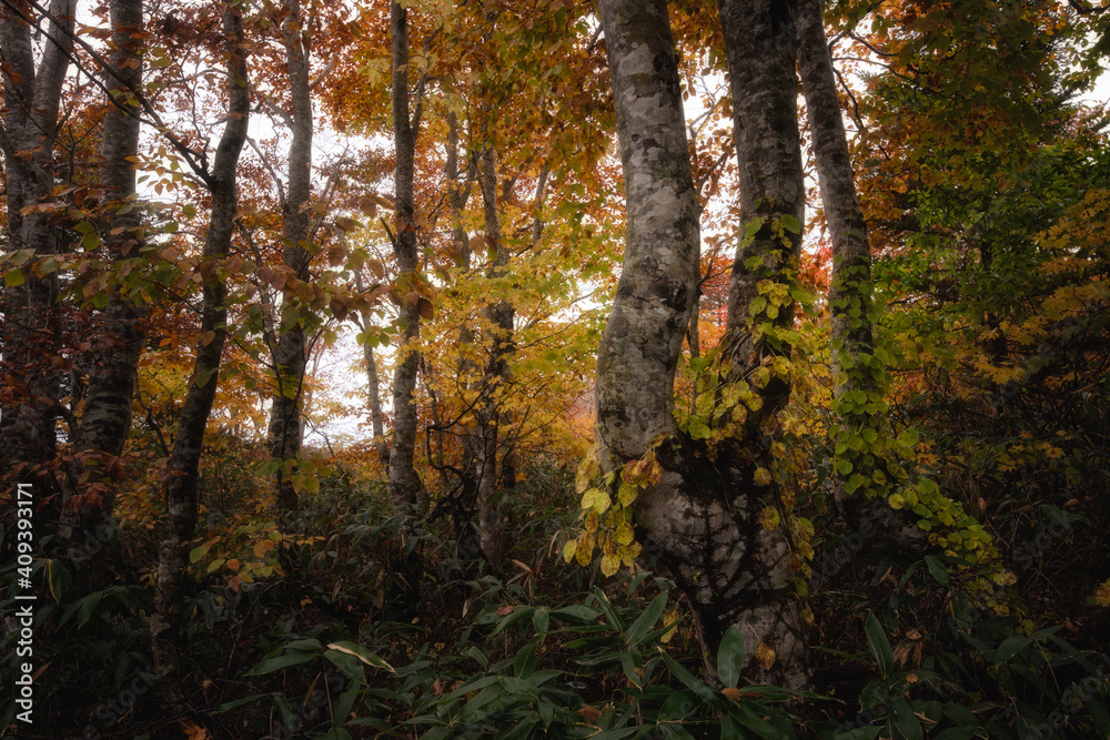 Obraz premium 紅葉のデコ平湿原