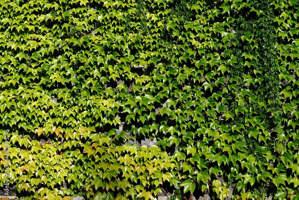 Texture of wall covered with leaves of wild grape