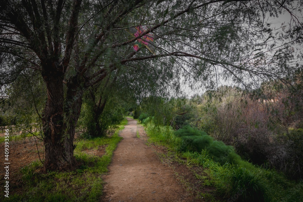 Fototapeta premium footpath in the park in spring