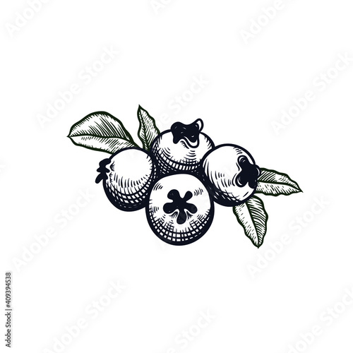 Blueberry vector illustration for Logo and Packaging. Vector drawing, handrawn, vintage, line art of Blueberry on white background 2