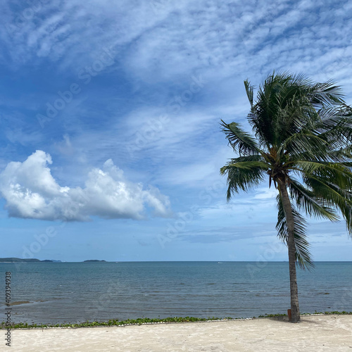 palm tree on the beach