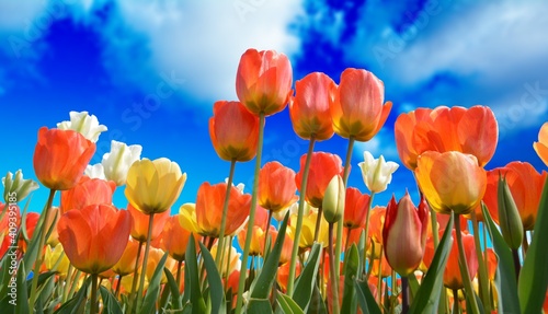 tulips in the spring