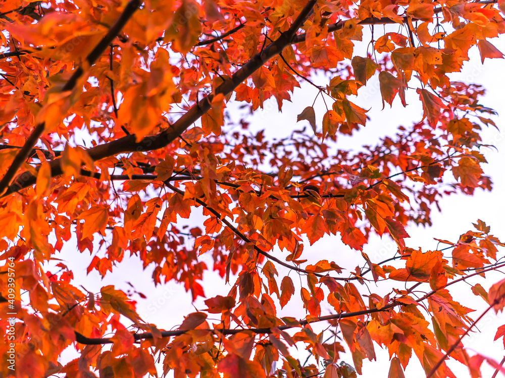 autumn leaves background