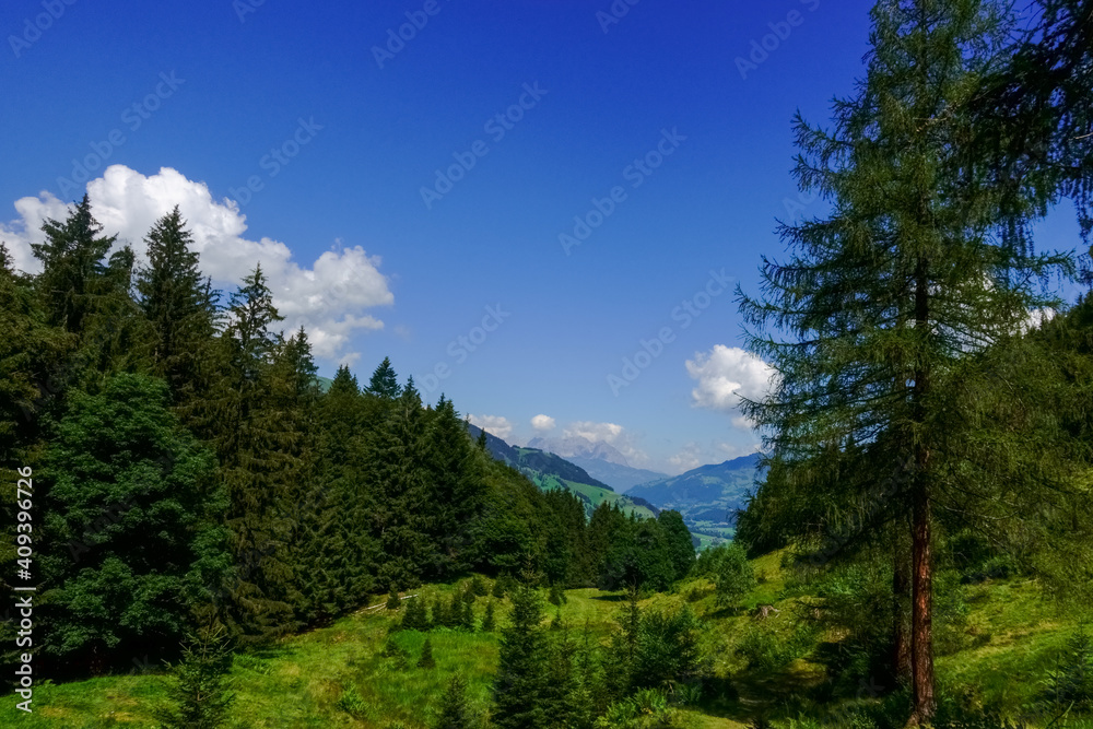 green pine trees in a hilly nature reserve with blue sky