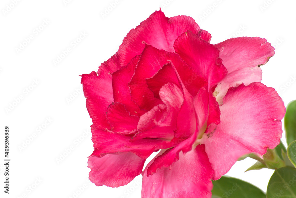 Close-up of red adenium flowers on a white background. Close-up of red adenium flowers on a white background.