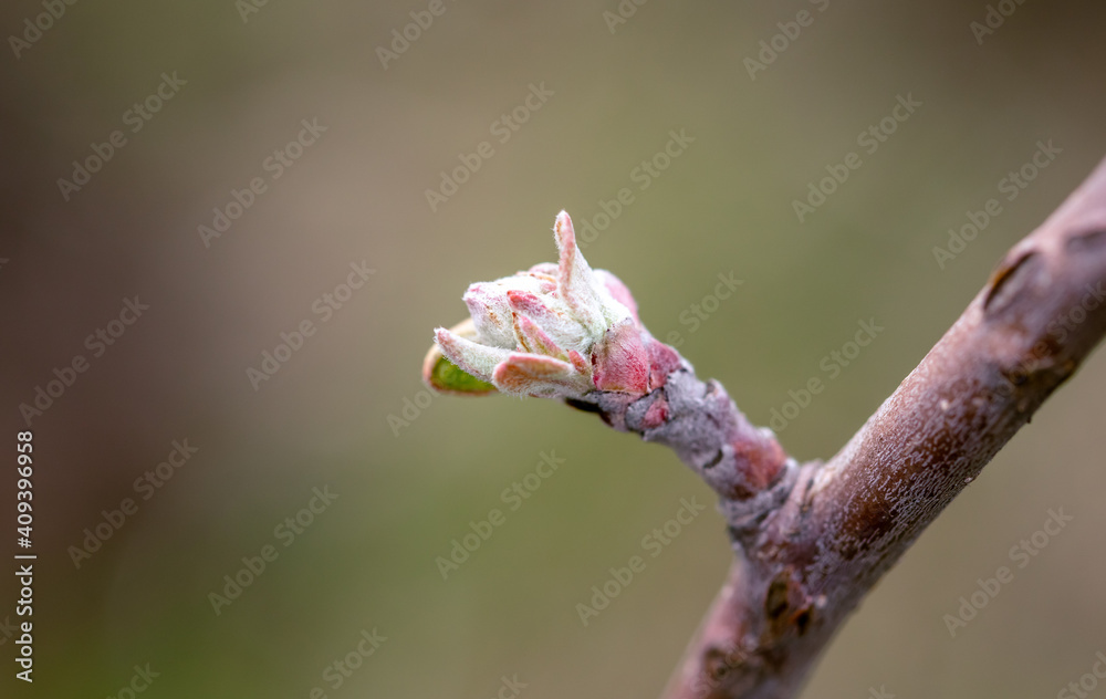 Blooming bud on an apple tree in spring. Blooming bud on an apple tree in spring.
