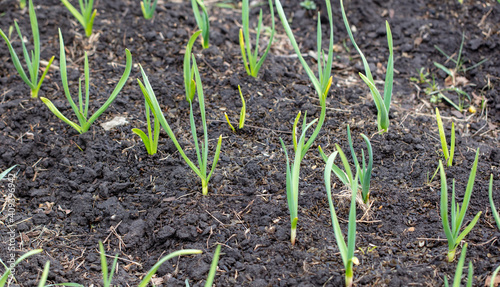 Garlic sprouts in the soil in spring.
