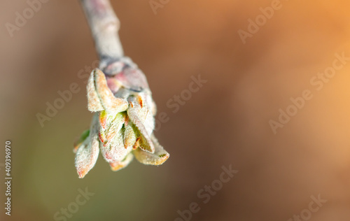 Blooming bud on an apple tree in spring.