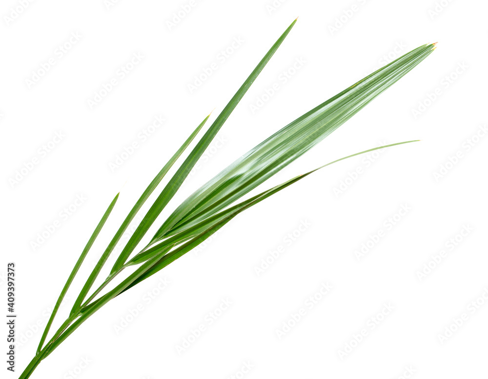 Date palm isolated on white