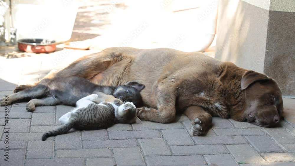 German shepherd puppy and kitty play together as friends in the yard. Next to them lies the big dog German shepherd puppy and kitty play together as friends in the yard. Next to them lies the big dog