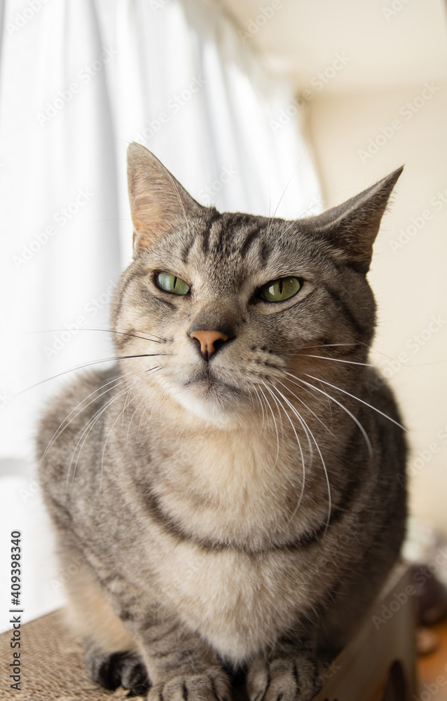 Obraz premium 窓辺の猫 サバトラ猫