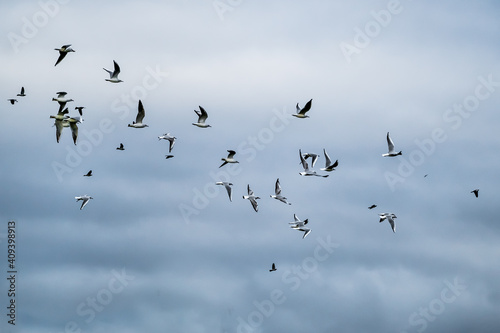 Flock of gulls flying in the dark blue sky